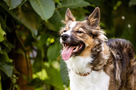 Australian Shepherd Dog Breed Info Origin Facts And Care