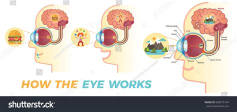 Brain Eye: Over 27,544 Royalty-Free Licensable Stock Illustrations ...