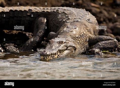 El Cocodrilo Americano Crocodylus Acutus En La Orilla Del Lago Del