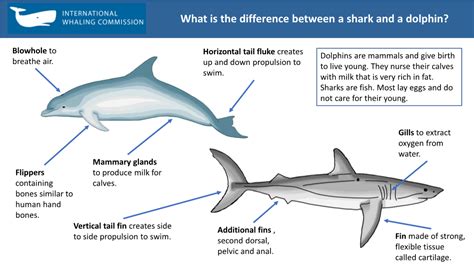 What Is The Difference Between A Shark And A Dolphin DocsLib