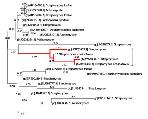 Phylogenetic Tree Showing Evolutionary Relationship Of S17 With Other Download Scientific