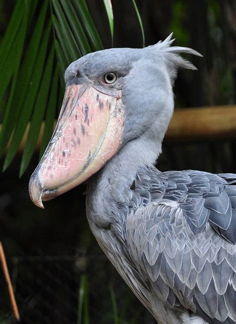 15 Birds With Unbelievable Beaks MNN Mother Nature Network