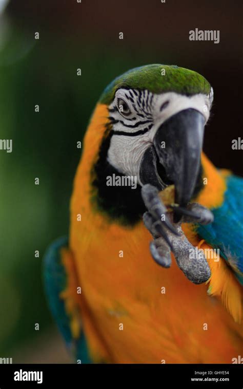 Macaw Parrot isolated Stock Photo - Alamy