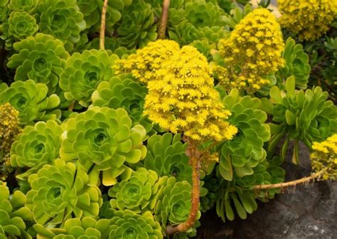 Aeonium Arboreum Características Y Cuidados Vitales