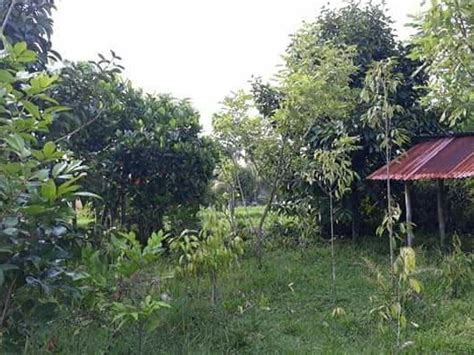 Dijual Tanah Kebun 3 Are Pinggir Jalan Aspal Di Lingsar GERBANG PROPERTY