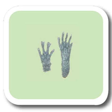 Gray Squirrel Track Replica