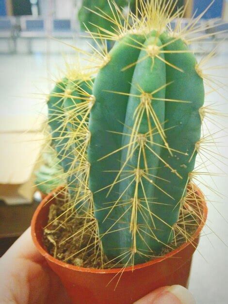 Premium Photo | Cropped image of hand holding cactus plant