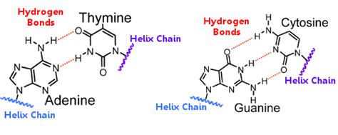 Examples Of Hydrogen Bonding Chemistry Examples