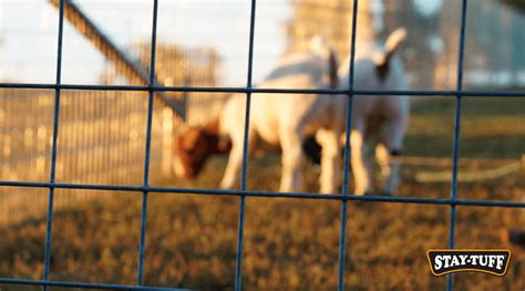 How tall should a fence be for goats? - Goat Fence Height