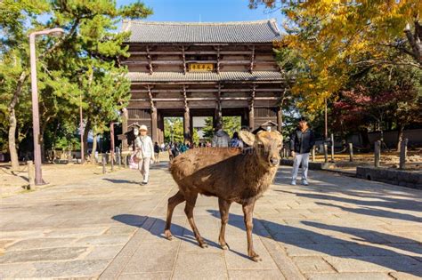 nandaimon gate   todai ji temple   nara koen park nara