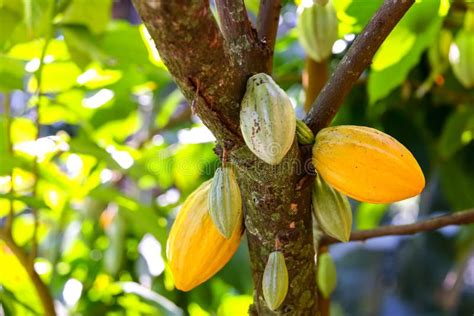 Cacaoyer De Ccn51 Image Stock Image Du Taxonomique Cacao 76869069