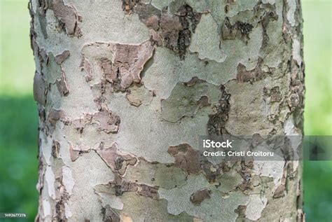 Close Up Textute With Platanus Occidentalis American Sycamore Bark Tree