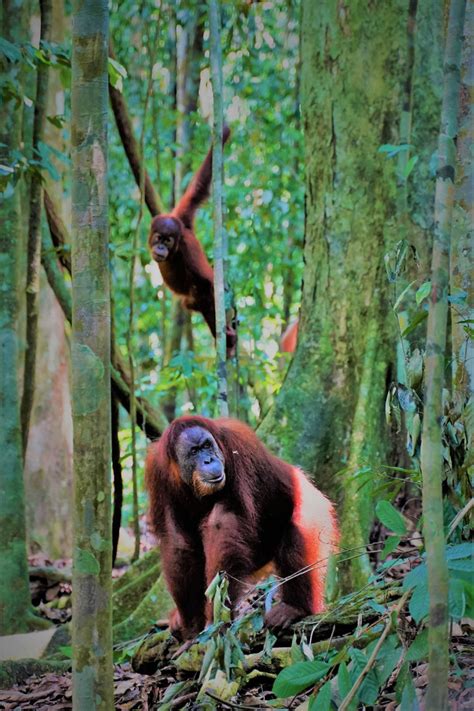 Gunung Leuser National Park – Monkey Business Tours