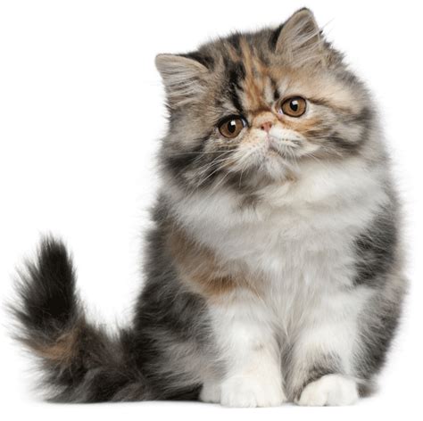 Persian Breeders Australia | Persian Info & kittens