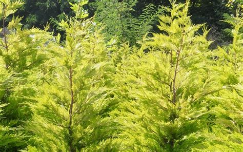 Buy Wyndam Golden Leyland Cypress Cupressocyparis Leylandii Golden