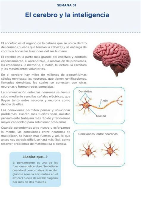 Que Ocurre En El Cerebro Cuando Aprendemos Dia 3 Semana 31 Brainly Lat