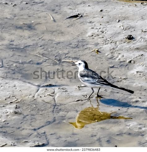 Birds Marvels Flight Color Grace Our Stock Photo 2379836483 Shutterstock