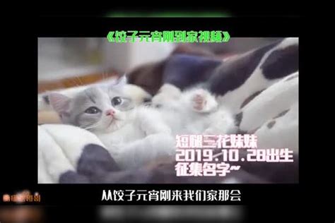 块钱，我把捡到的小奶猫卖粉丝了小奶