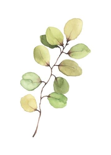 Watercolor Hand Painted Green Eucalyptus Bouquet Vector Image