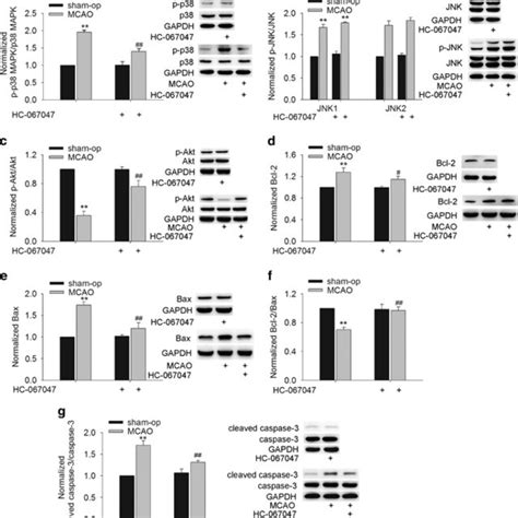 Effect Of TRPV4 Blockage On Apoptosis Related Signaling Pathways And