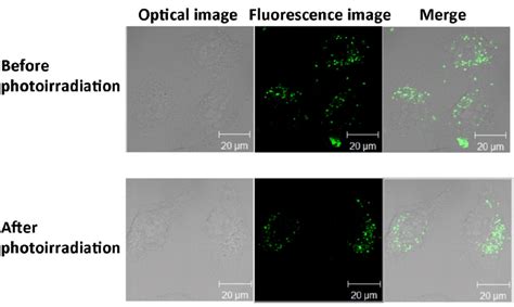 LSCM Image Of HeLa Cells Incubated With FITC BSA R8 Immobilized