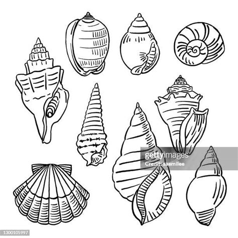 659 Conch Shell Drawing Stock Photos High Res Pictures And Images