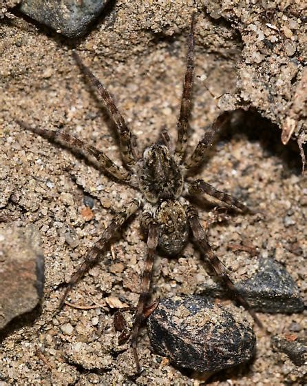 Banded Legged Spider Arctosa Littoralis BugGuide Net