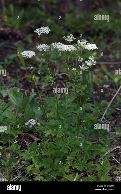 Aegopodium Podagraria Ground Elder Stock Photo Alamy