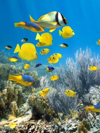 Soñar con peces muertos un mal presagio