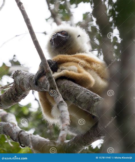 Golden Sifaka, Dancing Lemur of Madagascar Stock Image - Image of ...