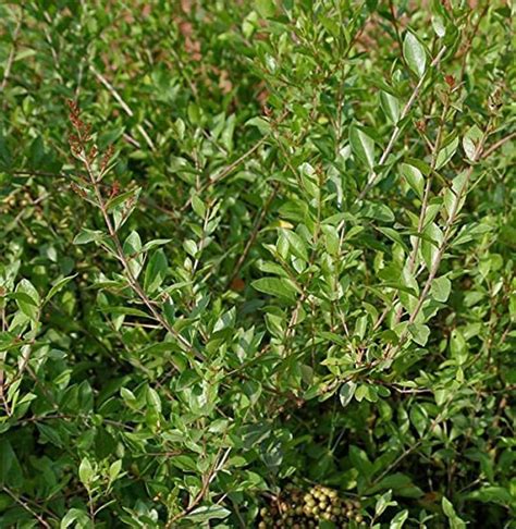 Henna Plant Lawsonia Inermis Dye Plant Mehandi Shrub Seeds Etsy