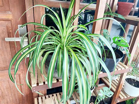 Houseplant Identification 101 Identify Plants In Your House