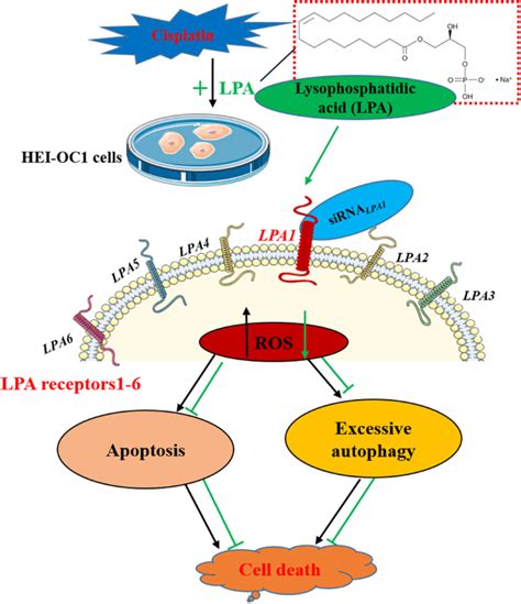 Lysophosphatidic Acid Exerts Protective Effects On HEI OC1 Cells