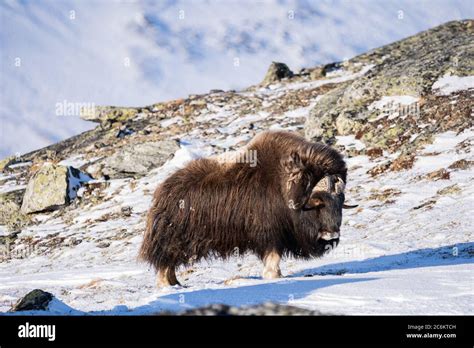 The Muskox With Scientific Name Ovibos Moschatus In Dovrefjell