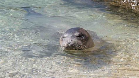 Mediterranean Monk Seal Spotted Near Kor Ula