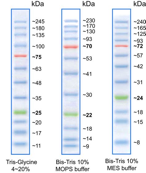 BLUeye Prestained Protein Ladder Taiwantrade