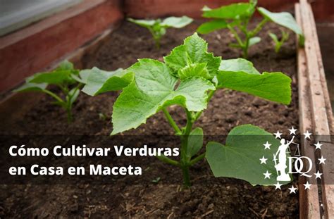 C Mo Cultivar Verduras En Casa En Maceta