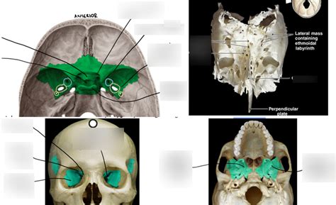 Sphenoid And Ethmoid Bones Diagram Quizlet