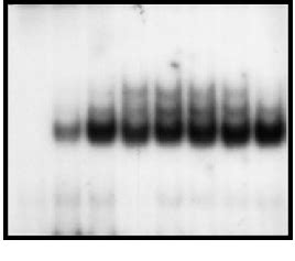 Time Course Of Ifn Induced Stat Activation In Neutrophils Nuclear