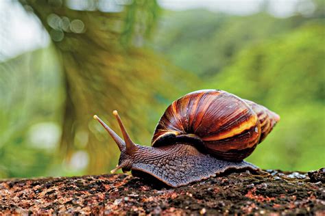 Giant Snail on the Move - RobinAge