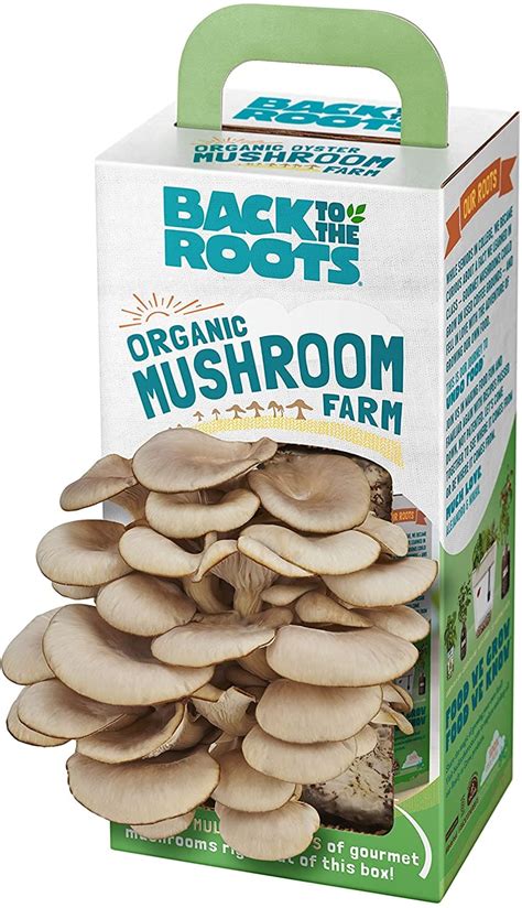 Best Mushroom Growing Kits In Reviews Buying Guide