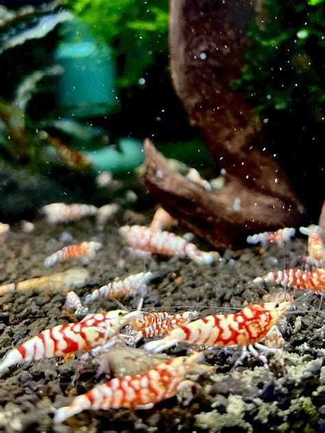 Krewetki Red Fancy Tiger Caridina Kalisz OLX Pl