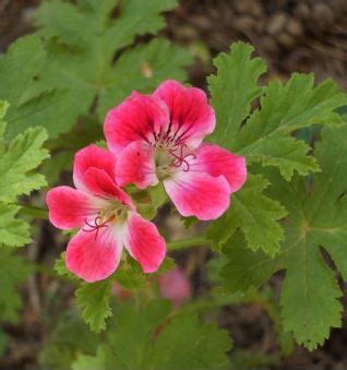 The Different Varieties of Geraniums - Geranium Guide