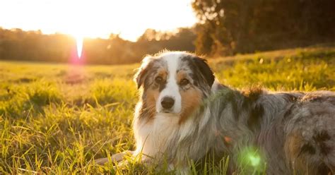 6 Tips For Successfully Training Your Australian Shepherd | World Dog ...