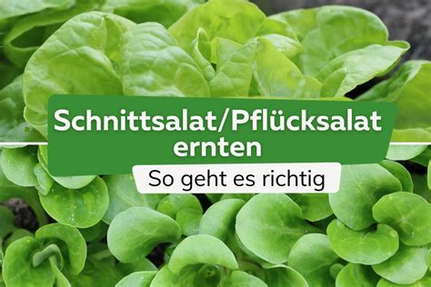 Schnittsalat Pfl Cksalat Ernten So Geht Es Richtig