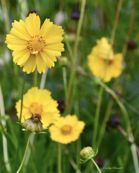 Coreopsis grandiflora (Common Coreopsis, Large Flower Tickseed ...