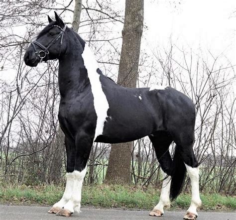 Friesian Cross Horse | Horses, Friesian, South america