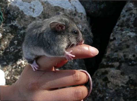 Australian endangered species: Mountain Pygmy-possum