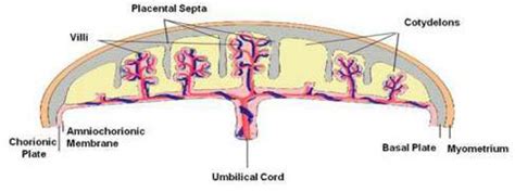 The Figure Shows A Schematic Representation Of The Different Regions Of