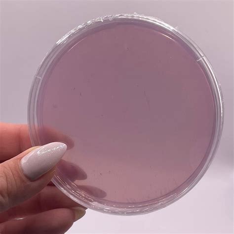 X Malt Extract Agar Plates Etsy